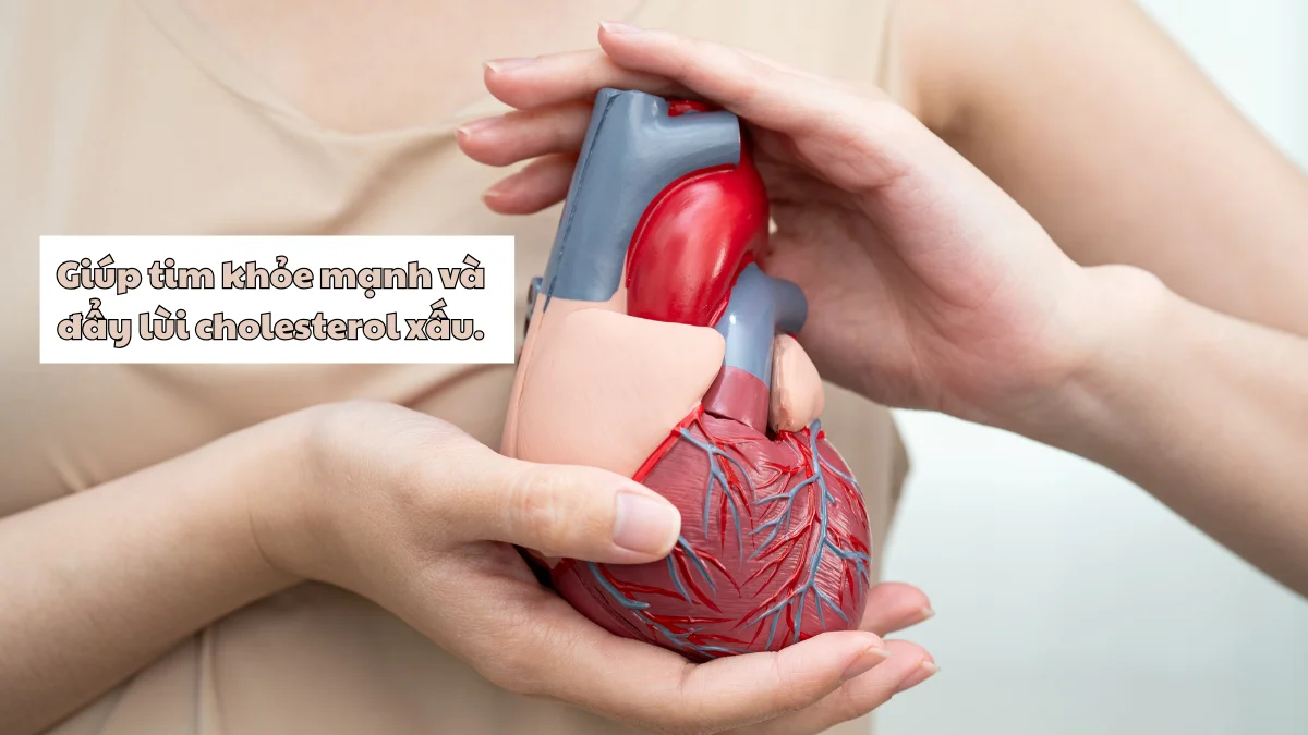 Dầu oliu giúp hỗ trợ bảo vệ tim mạch, giảm cholesterol xấu
