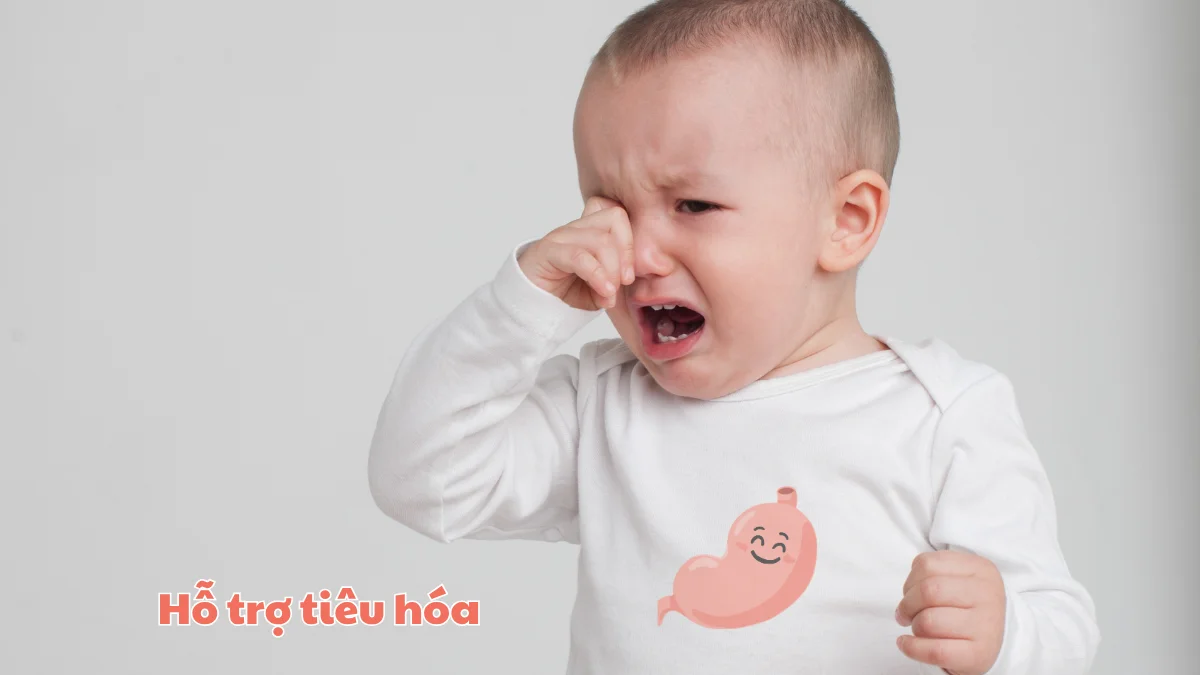 Trong dầu oliu có chứa các axit béo không no và hợp chất tự nhiên hỗ trợ hệ tiêu hóa