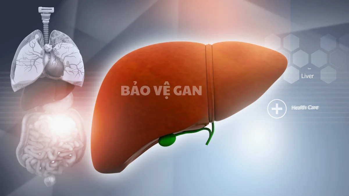 Các chất chống xi hóa giúp bảo vệ gan thận khỏi tổn thương
