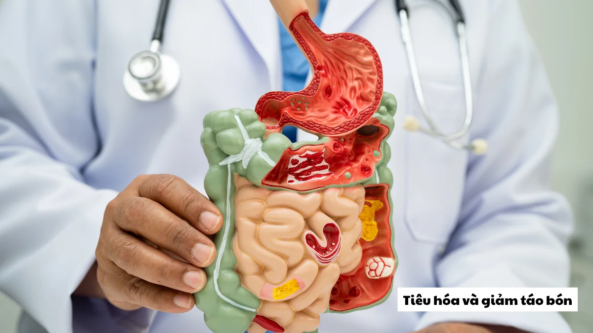 Dầu mè có chức năng nhuận tràng